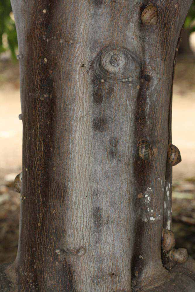            Bark (Riverside, CA)   